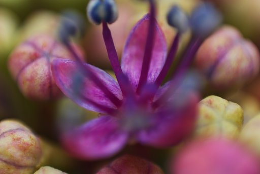 両性花