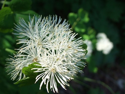花の名前がわからない？