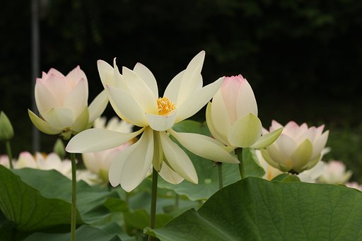 蓮の花
