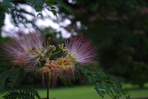 Summicron-R 50mmF2