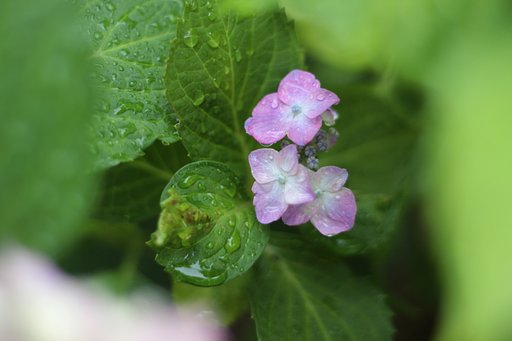 紫陽花　其の陸