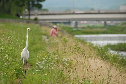 サギ接近