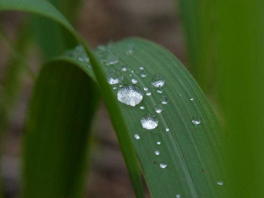 梅雨の雫