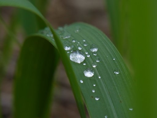 梅雨の雫