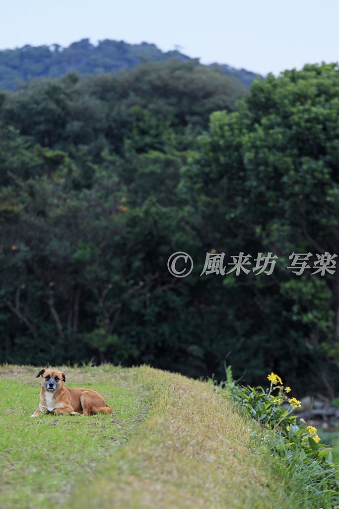 番犬