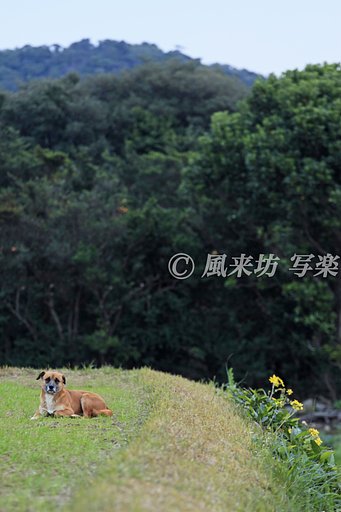 番犬
