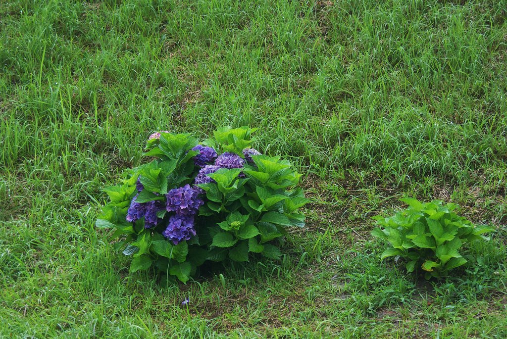 バス停付近の紫陽花も終盤に