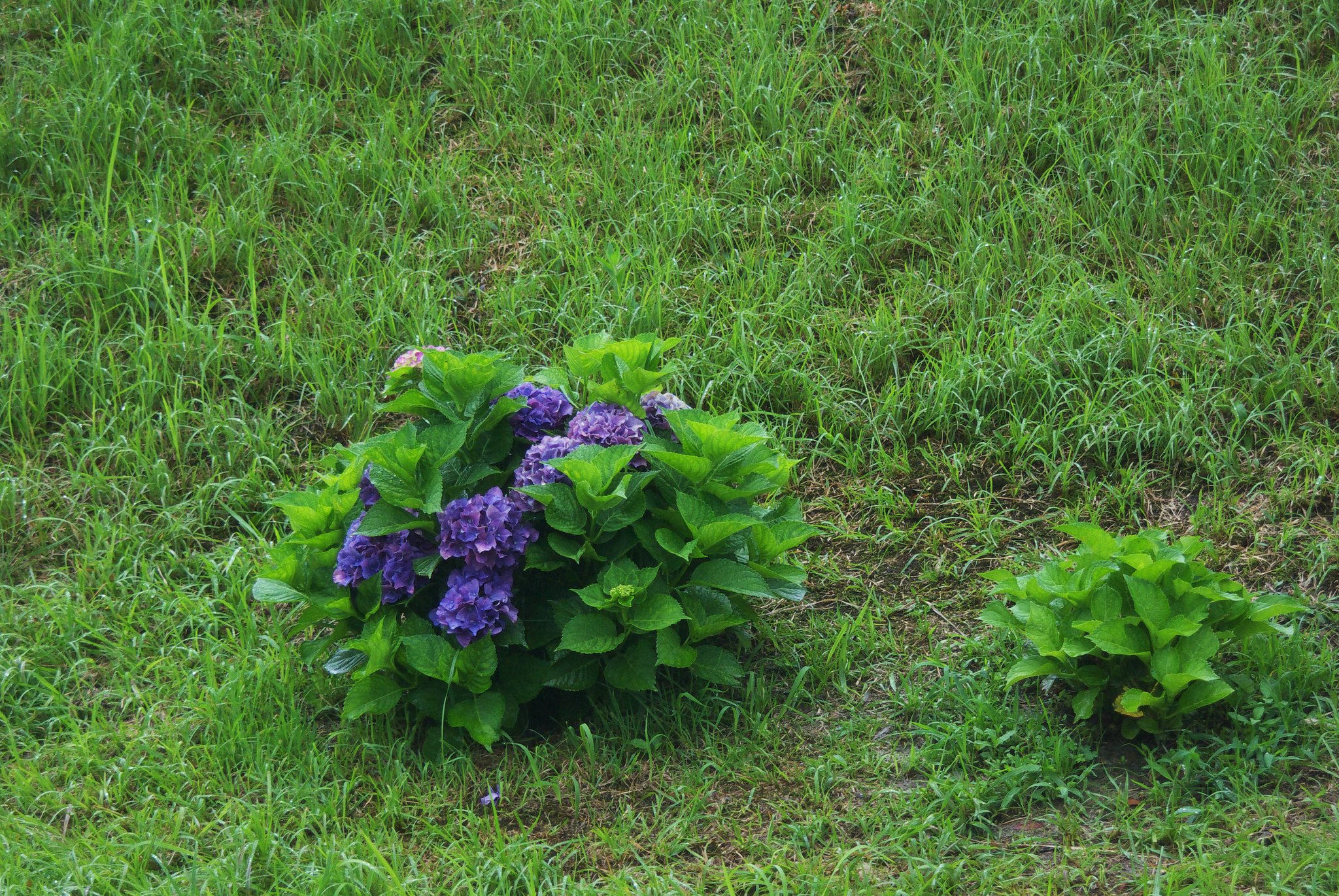 バス停付近の紫陽花も終盤に