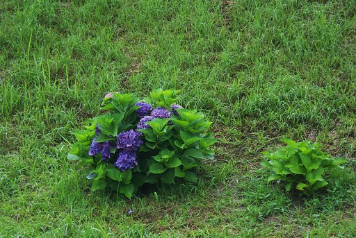 バス停付近の紫陽花も終盤に