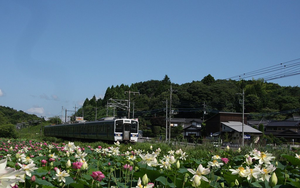 トリミングしてみました