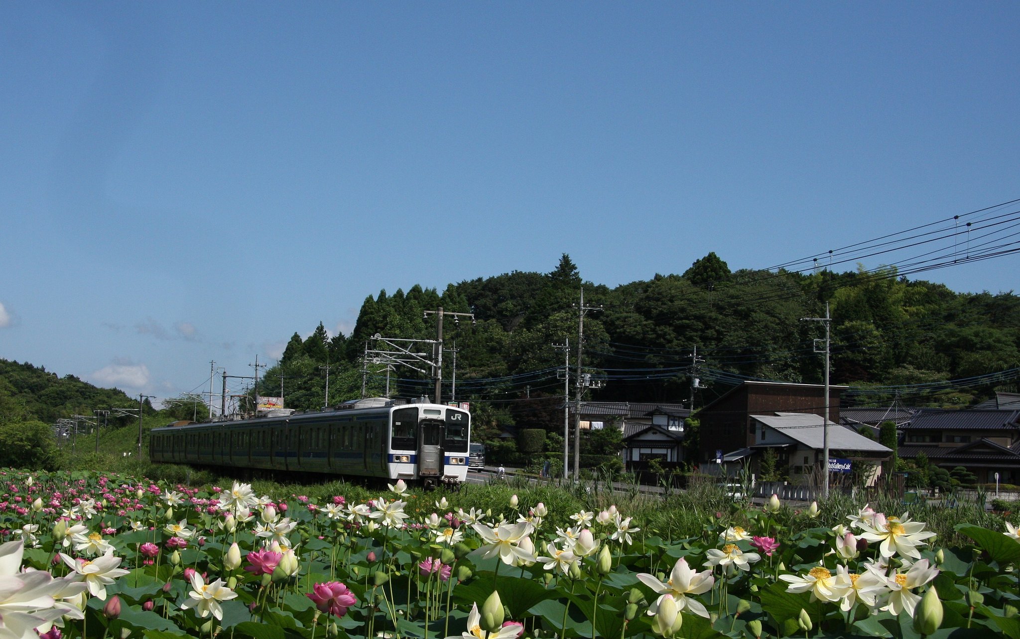 トリミングしてみました