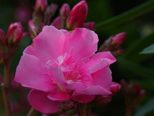 キョウチクトウ（夾竹桃）の花