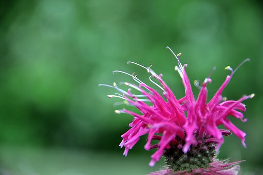 薬草園で育ててました