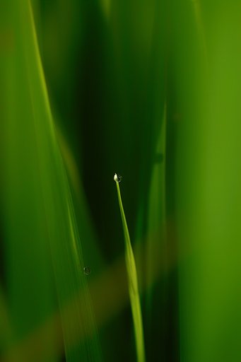 【緑】田に訪れた朝のしずく　４