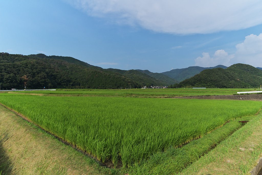 夕方コシヒカリ田を見回り