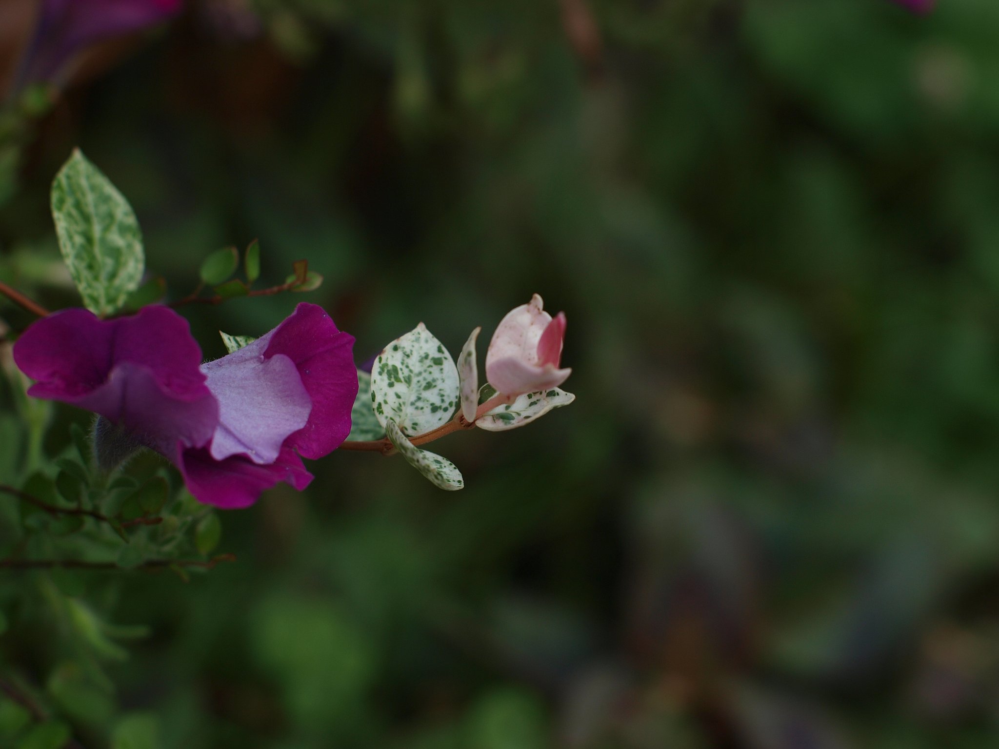 E-3とOM50ｍｍF 1.4