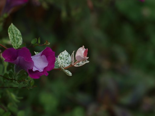 E-3とOM50ｍｍF 1.4