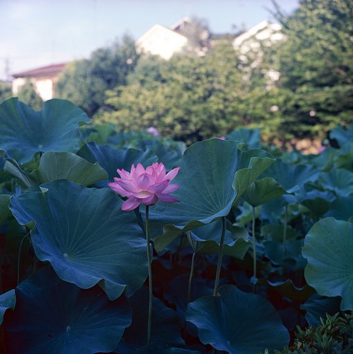 薬師池公園の大賀ハス　その３か？