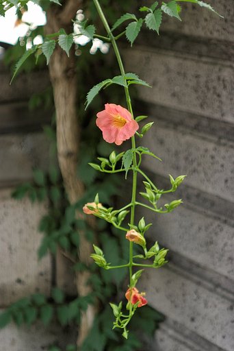 満開まで待ちきれなくて