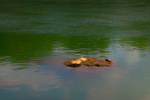 【夏の涼】 亀の甲羅干し