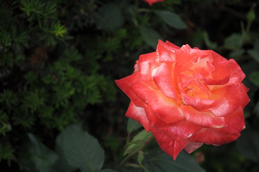 6月30日の写真