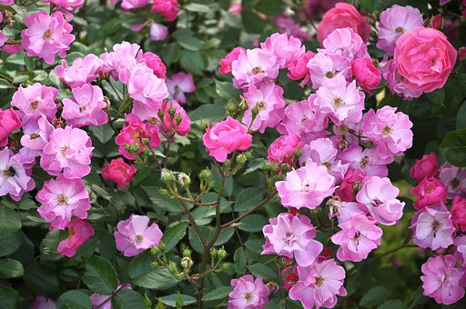 薔薇13