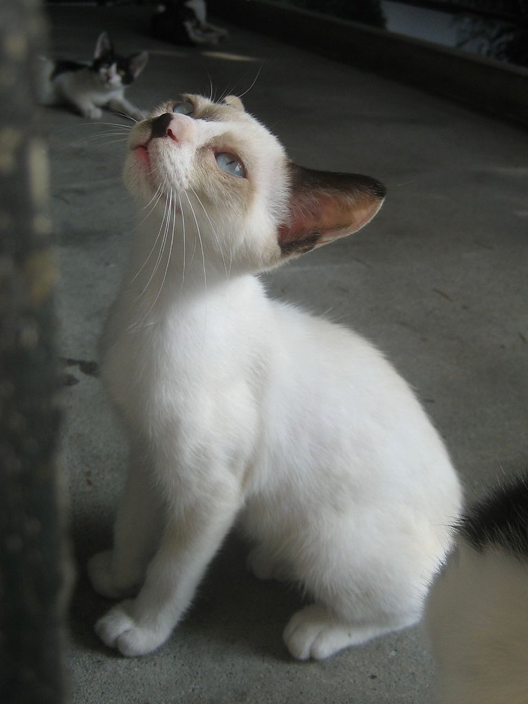 ちょっと大きな野良子猫