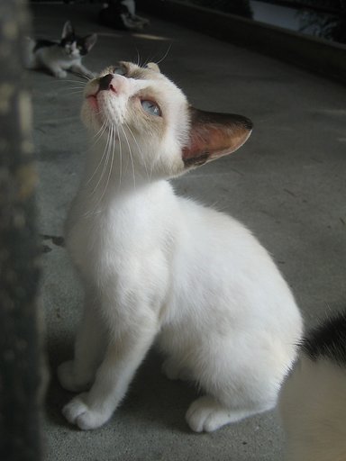 ちょっと大きな野良子猫
