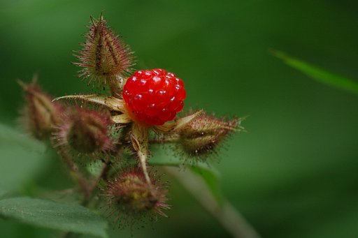 エビガライチョゴ