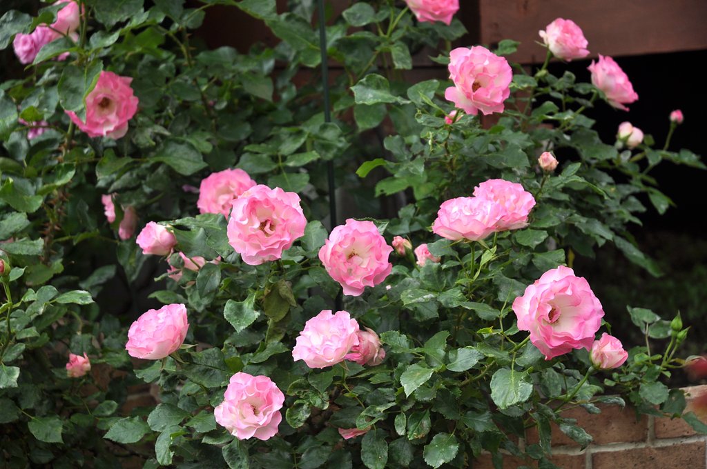 百万本の薔薇