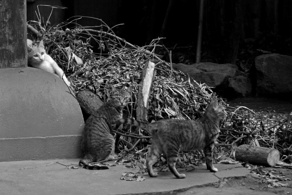 富士塚を守る