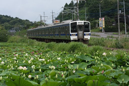 蓮田を走る