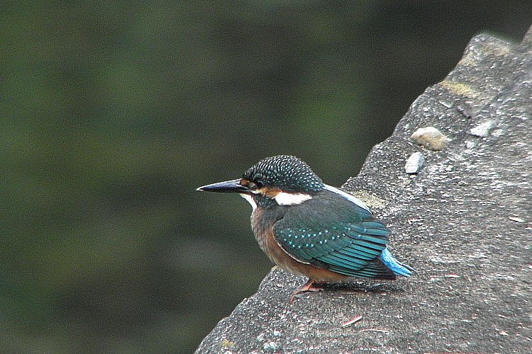 カワセミ