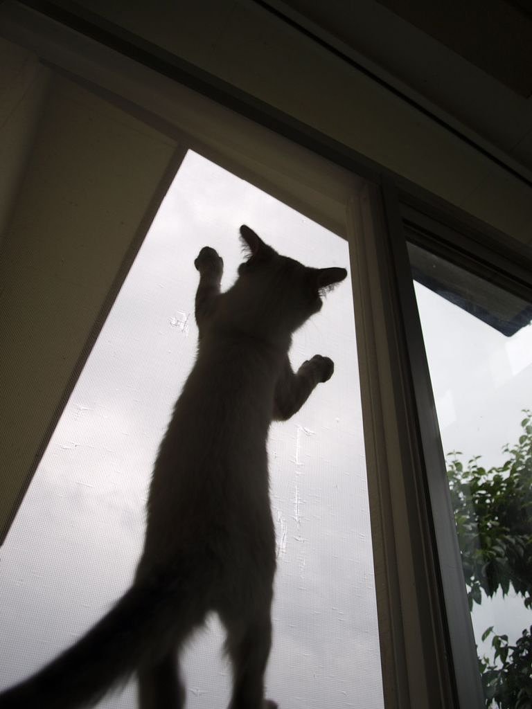 ばけねこのいる夏