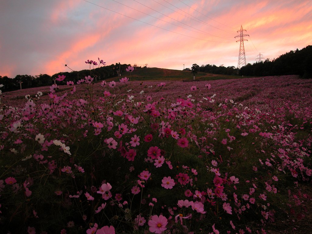 夕映え・夢の平