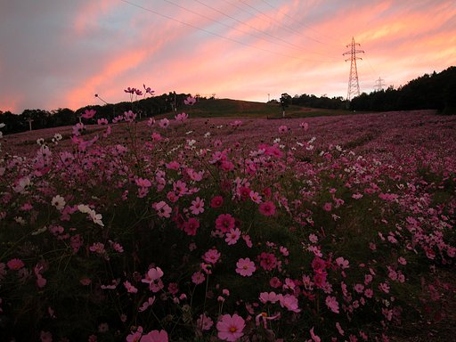 夕映え・夢の平