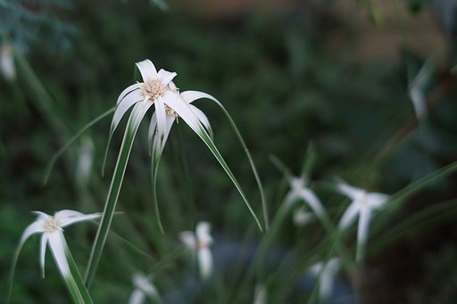 カヤツリグサの仲間