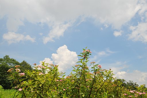 夏が来た！