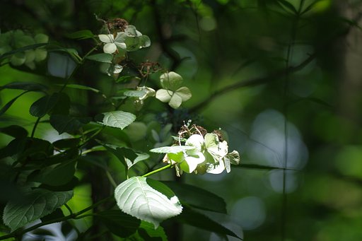 紫陽花残照