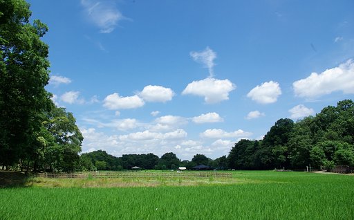 東京の夏