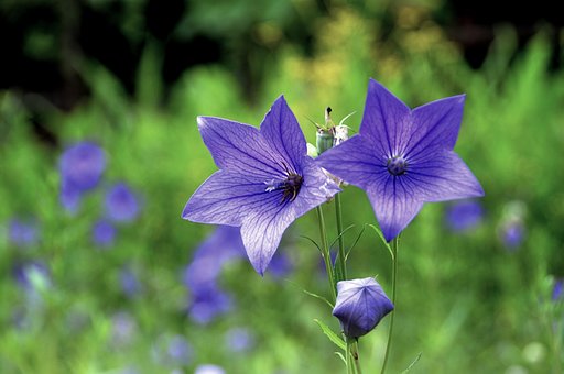ききょうの花