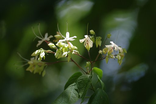 樹林の陰で
