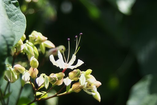 やっとクサギが咲き始めました。