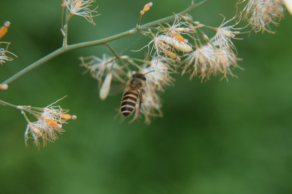 蜜蜂