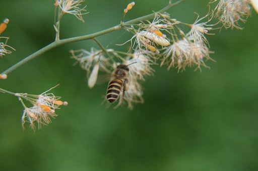 蜜蜂
