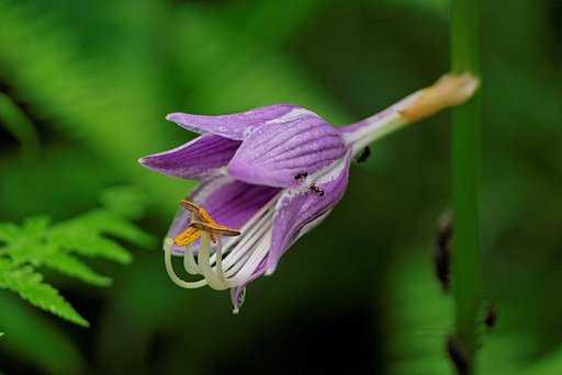 紫陽花と同じ場所に