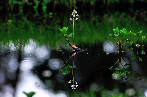 八幡平の花　イワイチョウ
