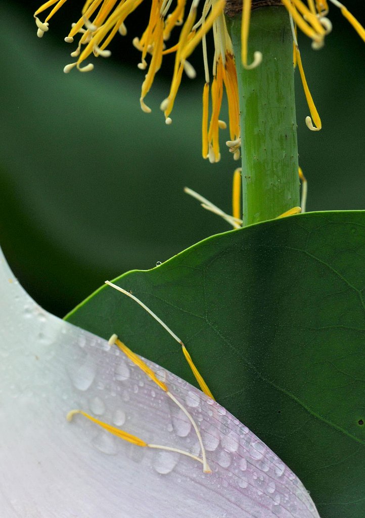 花(蓮）の後・・・