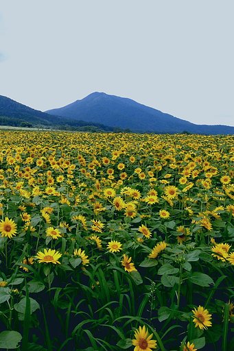 【燃】　ヒマワリの風景