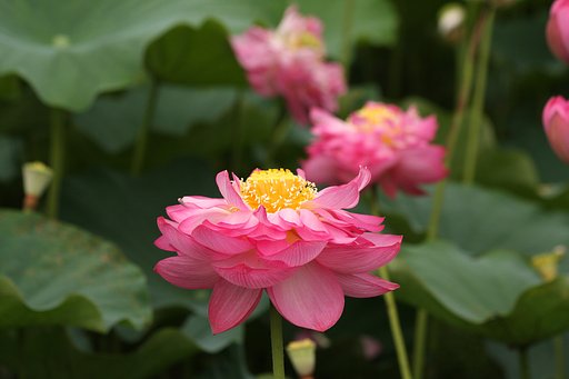 蓮の花